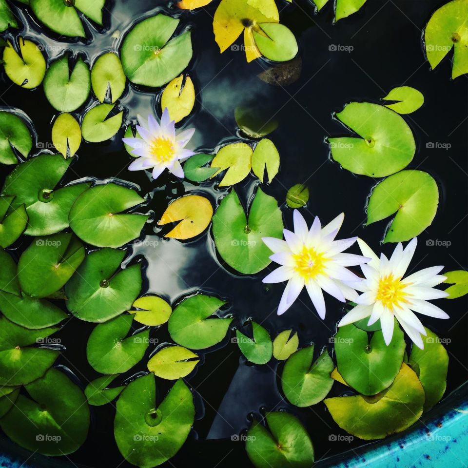 Flowers in a pot, floating flowers, flowers in the Caribbean, island flowers 