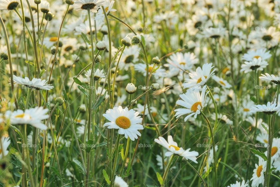 Daisy flowers