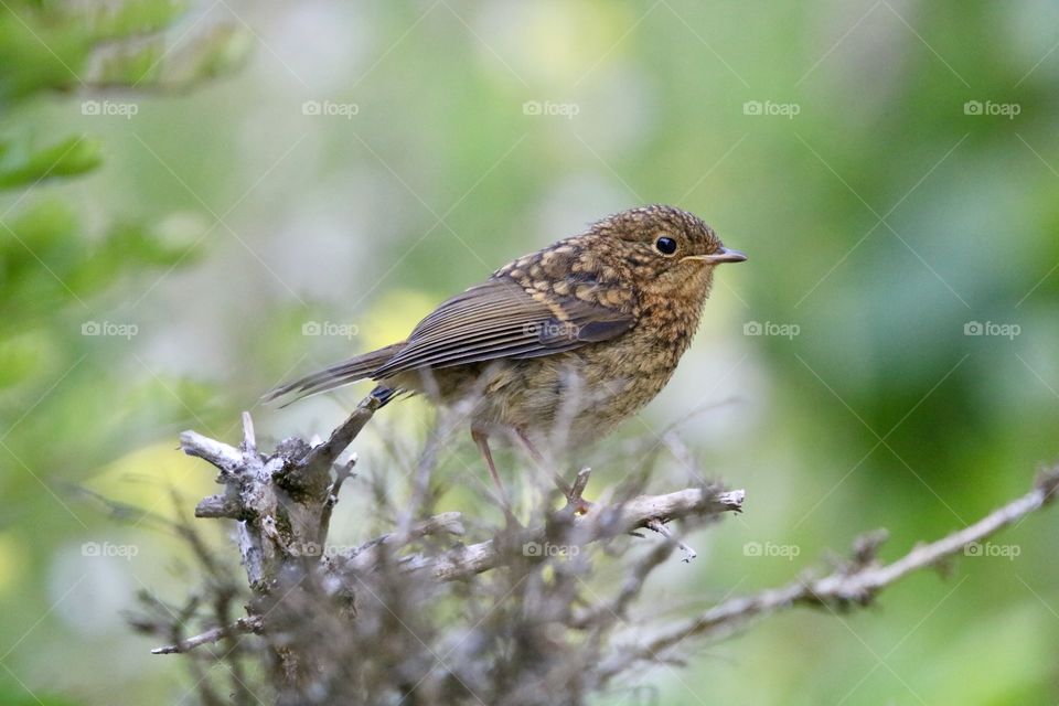 Youngster robin