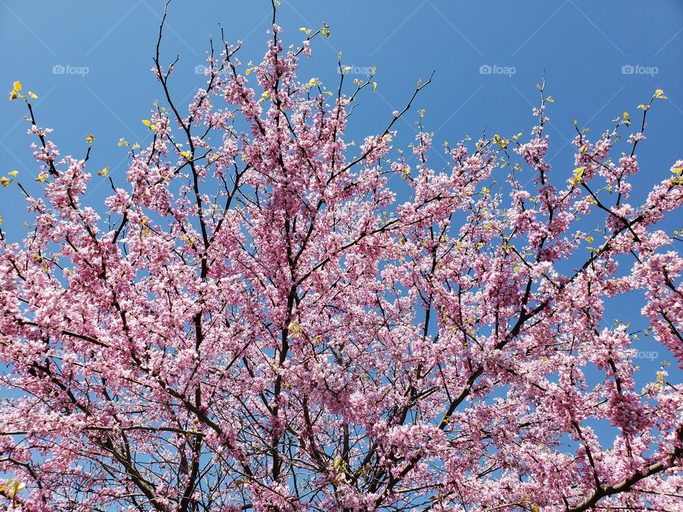 Redbud Tree in full bloom