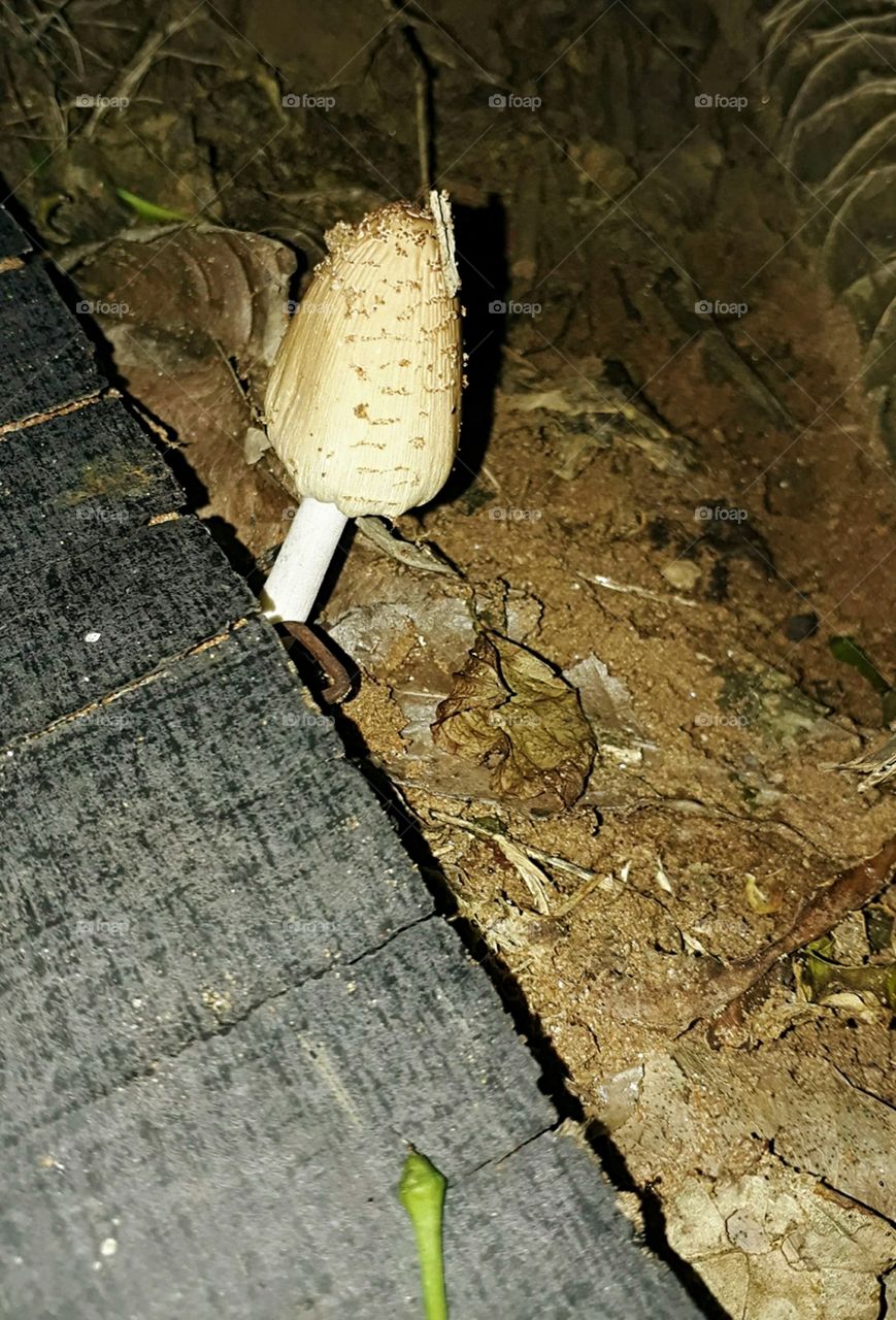 different shape of mushroom