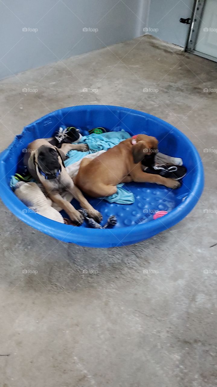 pool of mastiffs