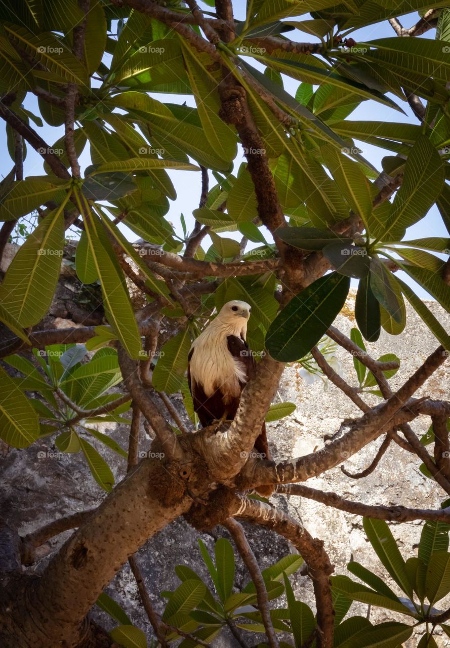 An elegant eagle in the compound handsomely posing for the photo. An unusual sus-pet.