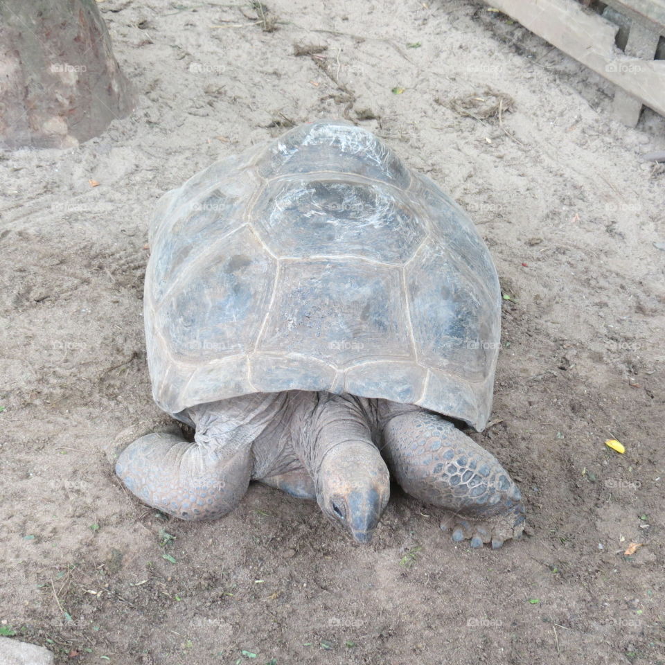 Tortue Seychelles 