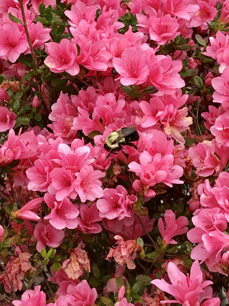 Spring has sprung.  Blooming Azaleas and a Bumblebee.   