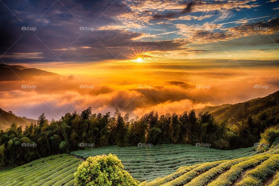 Beautiful mountain and tea field scenery