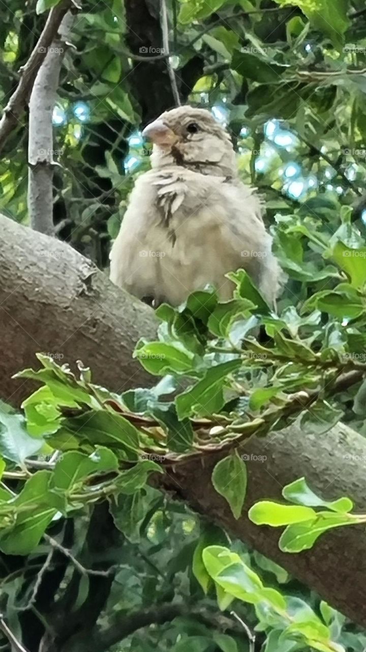 little bird in a tree