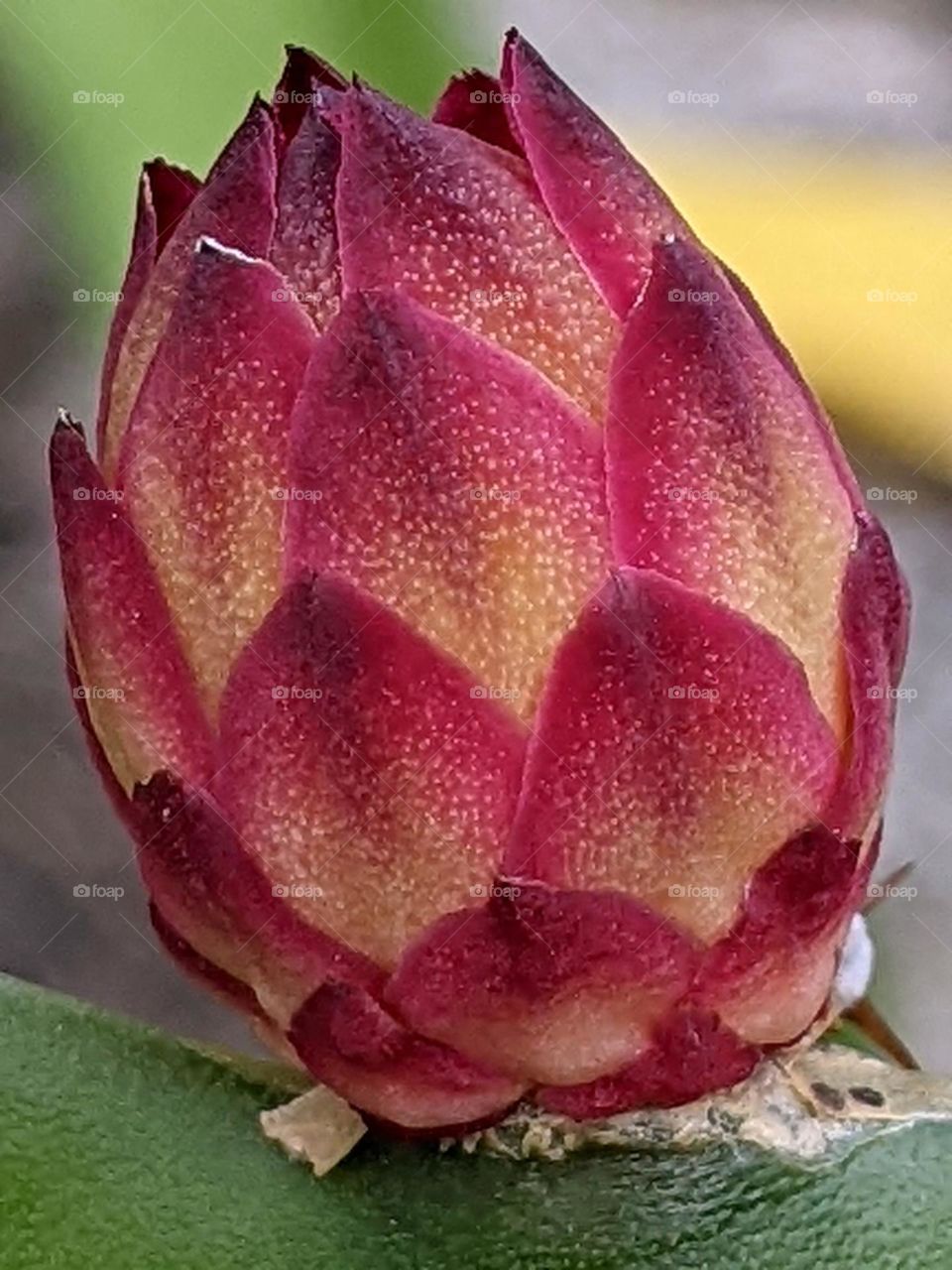 small dragon fruit
