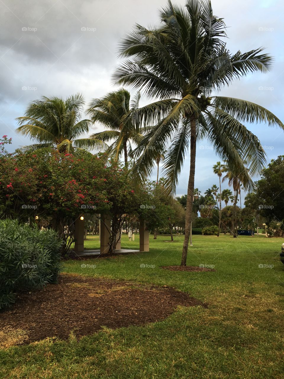 Palm trees in South Florida 