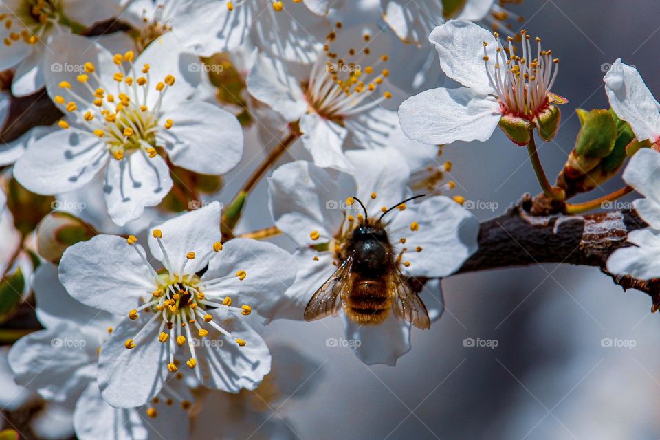 White spring flowers and a bee