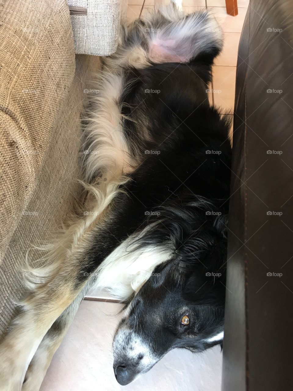 Lazy border collie sheepdog