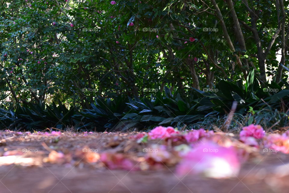 Blooms blooms everywhere