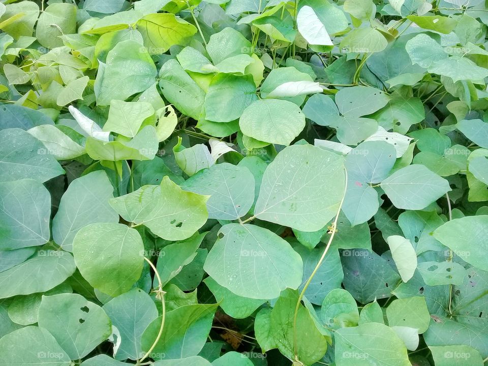 macona is useful plant