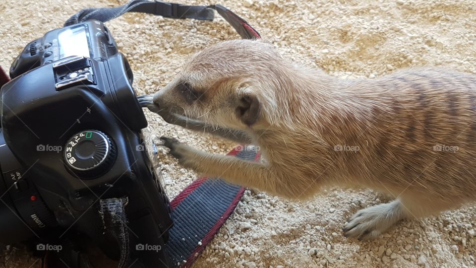 Selfie Meerkat