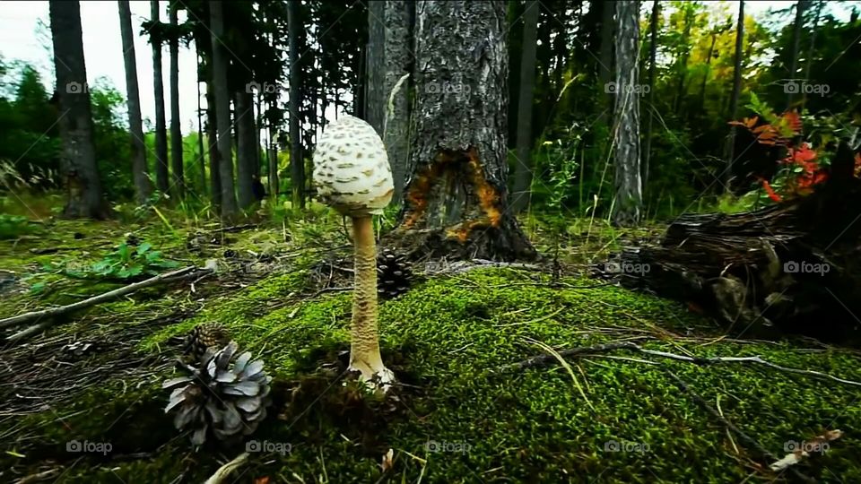 mushroom, tree, grass, wooden, sky,