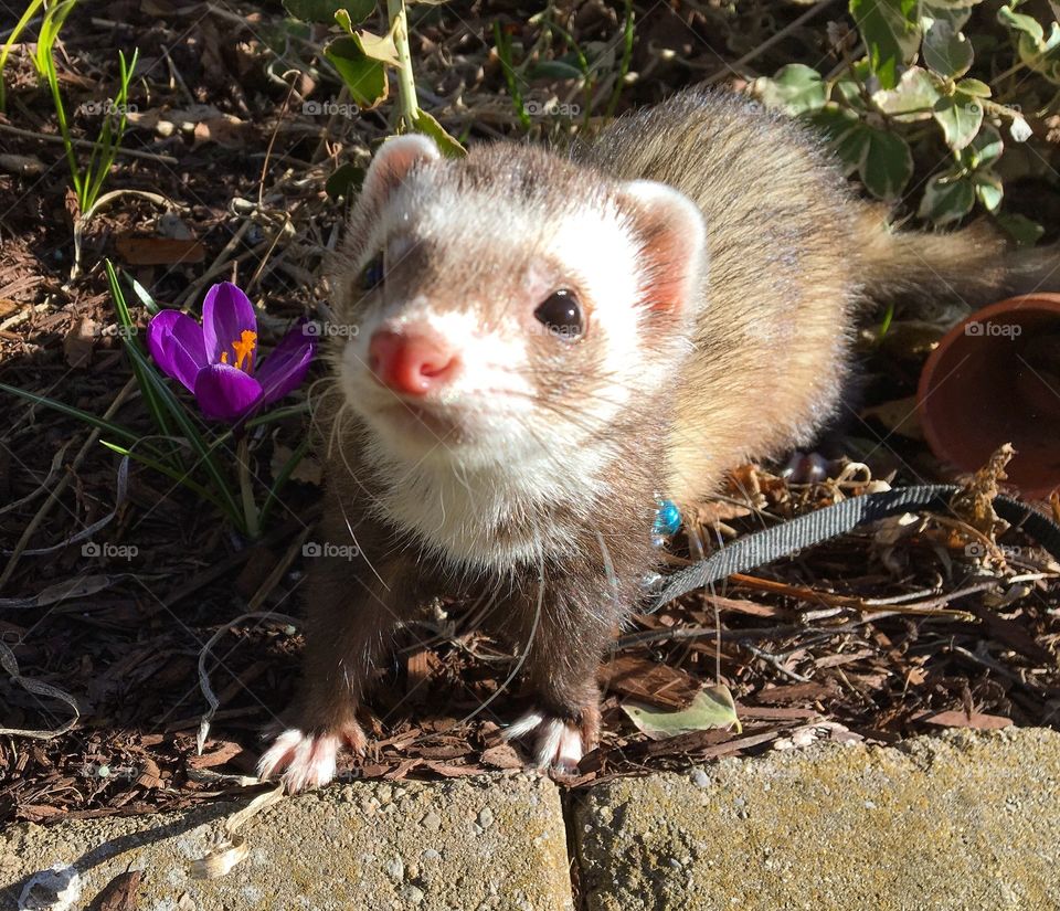 An adorable sable ferret stand beside a purple Krokus on mulch and border stones. 