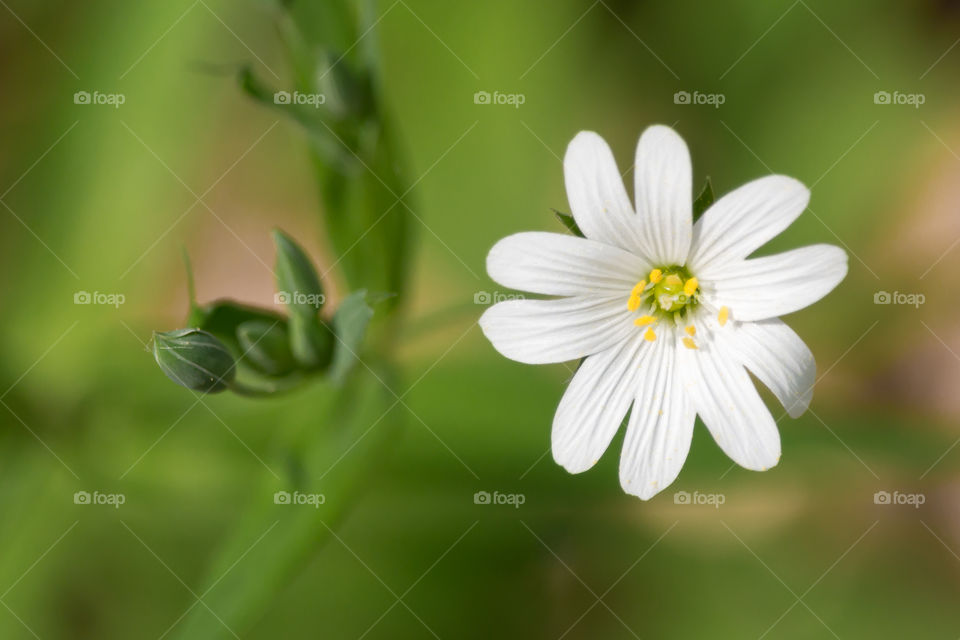 Close-up on white flower with buds 