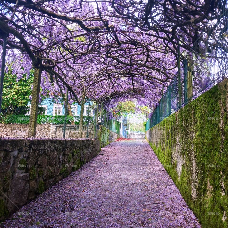 Túnel de flores encantador e tranquilo.