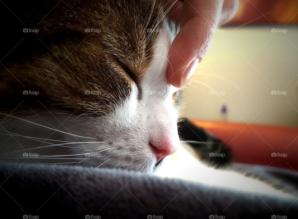 Petting Cat's nose to make him fall asleep