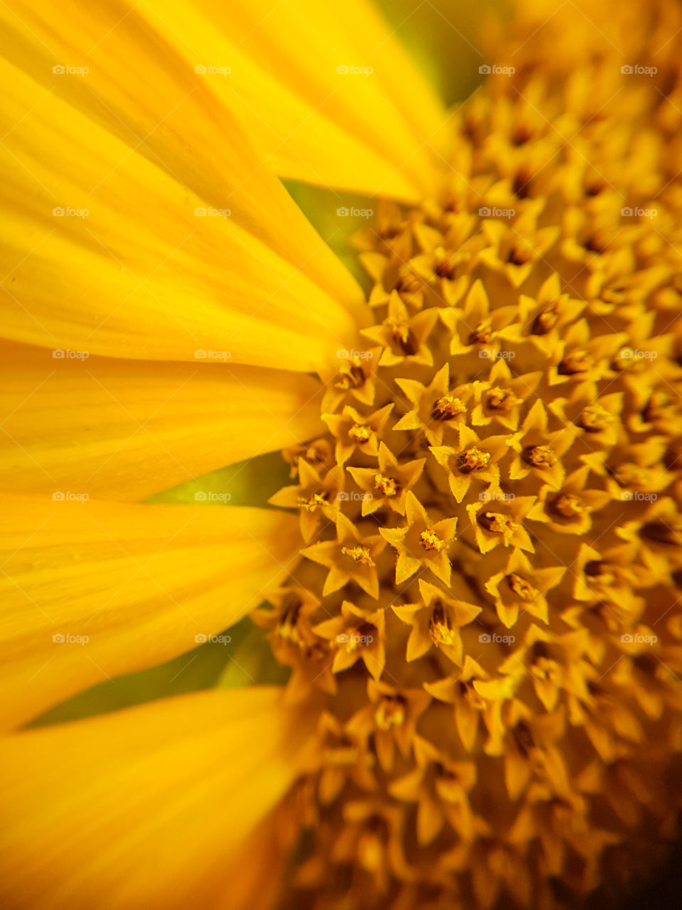 yellow flower with small seed flowers
