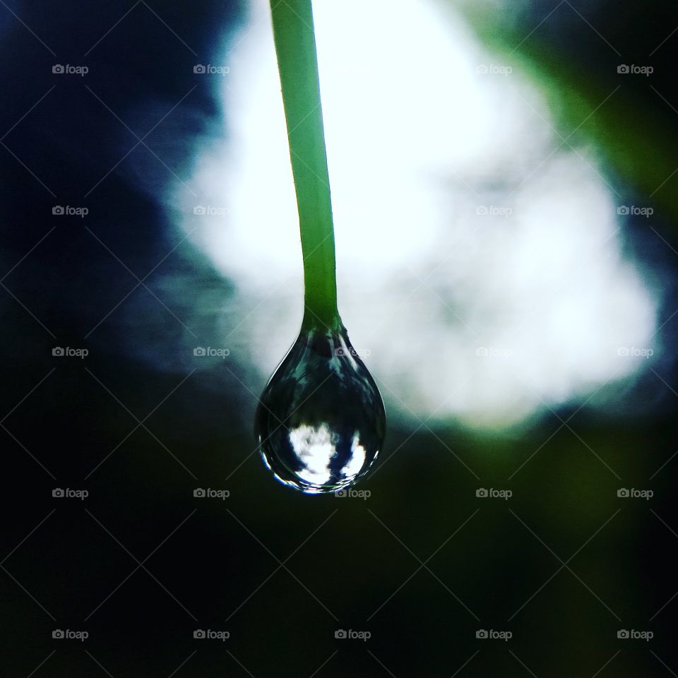 Close up on single water drop hanging on a green plant