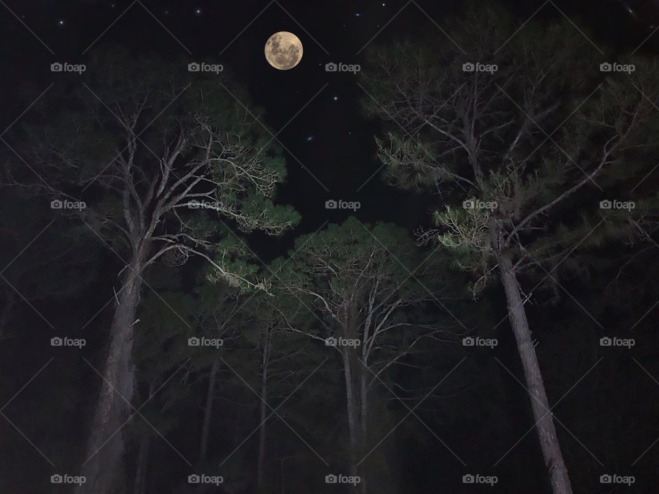 Nighttime photo of a moonlit forest.