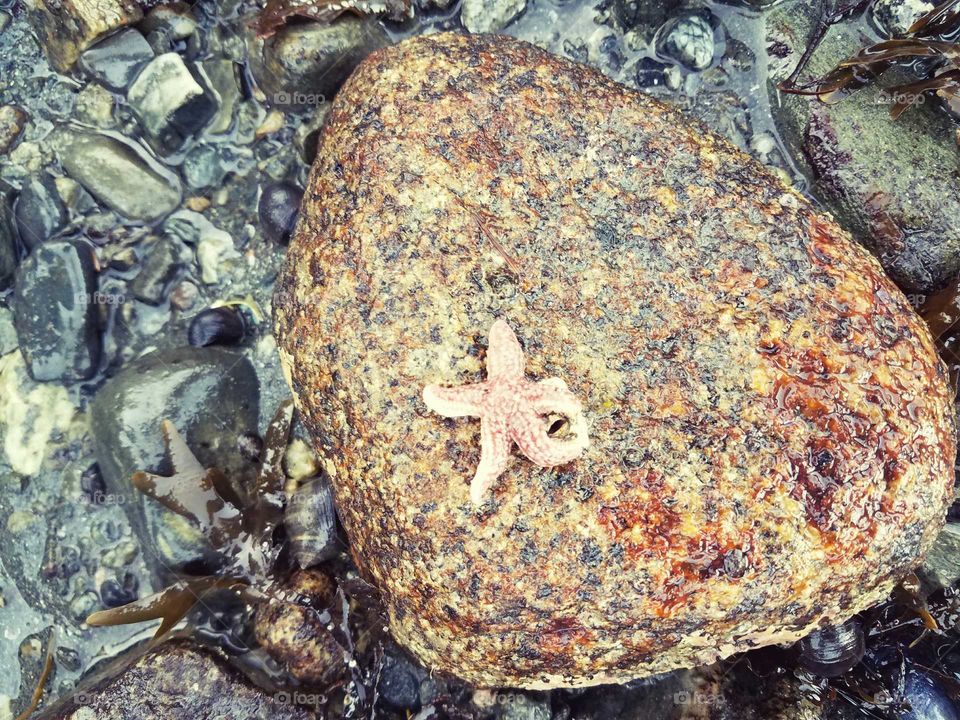 lonely starfish