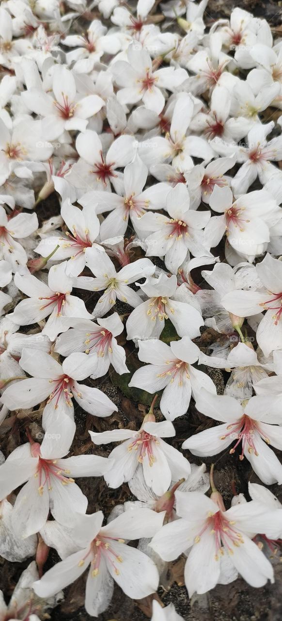 May Snow in Taitung County, Tung Blossoms