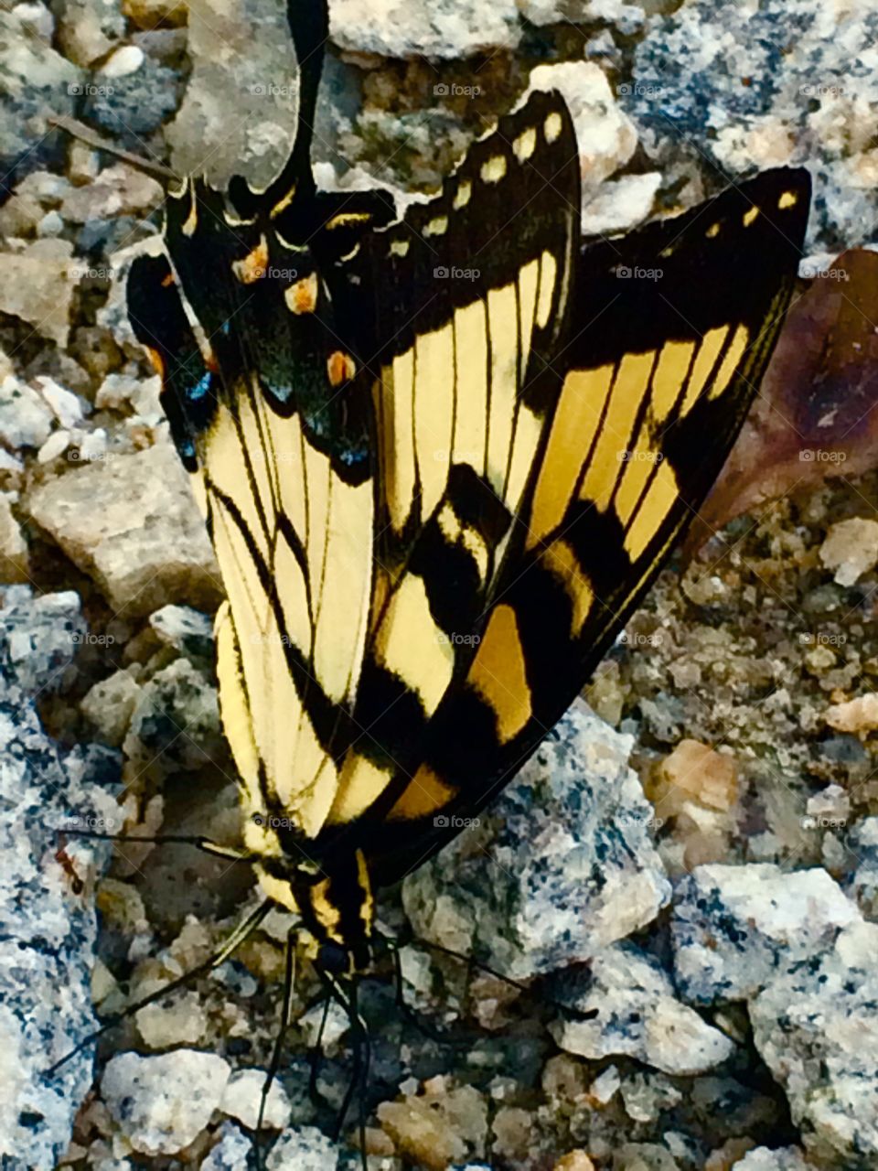 Butterfly close up