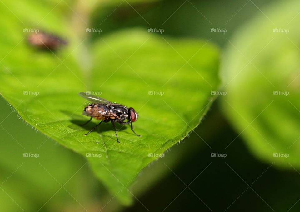 Fly On Leaf
