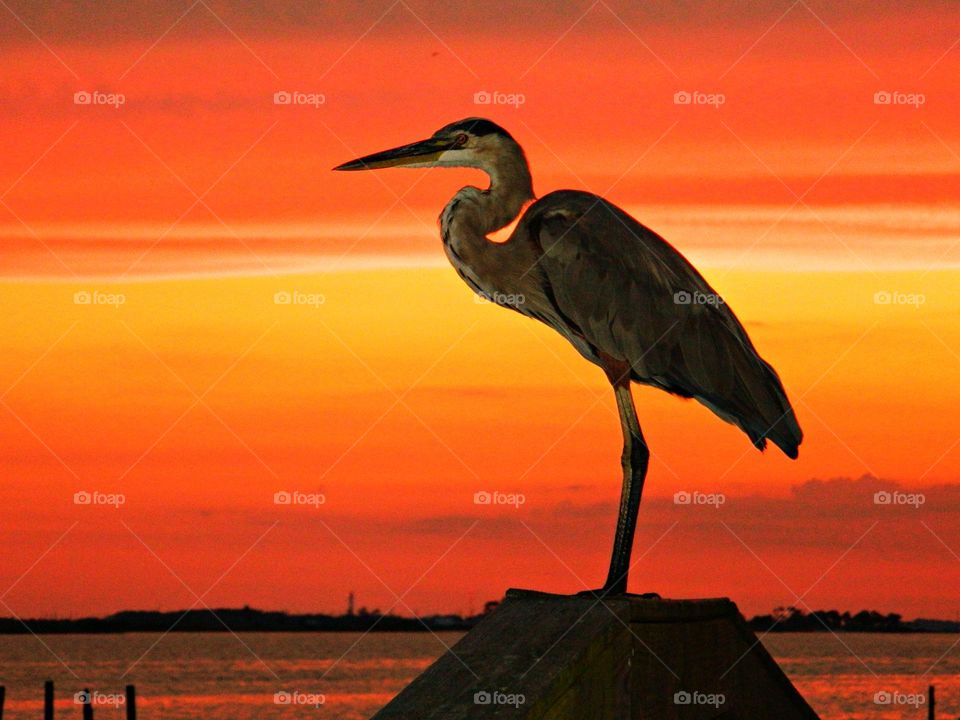 Birds & Bees - Nature in Motion - Great Blue Heron in the sunset - Birds in action by analyzing their movements, vocalization, and even behavior. Birds steer mainly with their tails, and some use their wings for precise maneuvers.