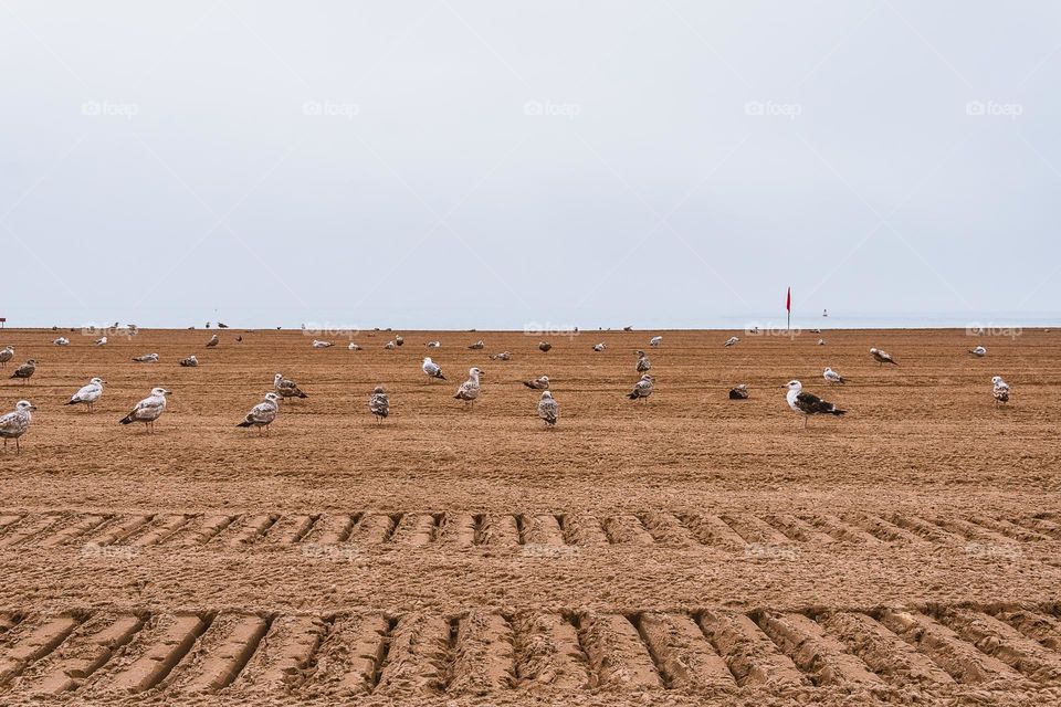 birds on the beach