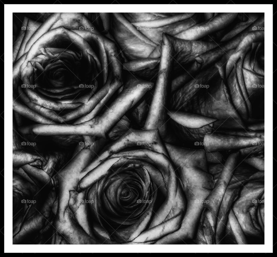 Black and White Rose Pattern