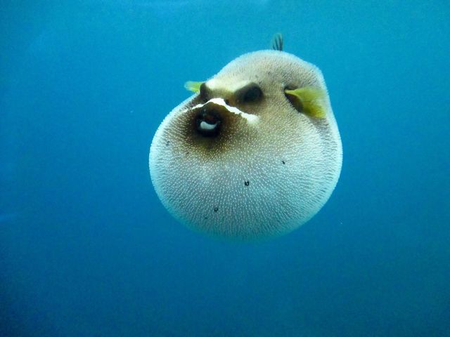 Puff Puff