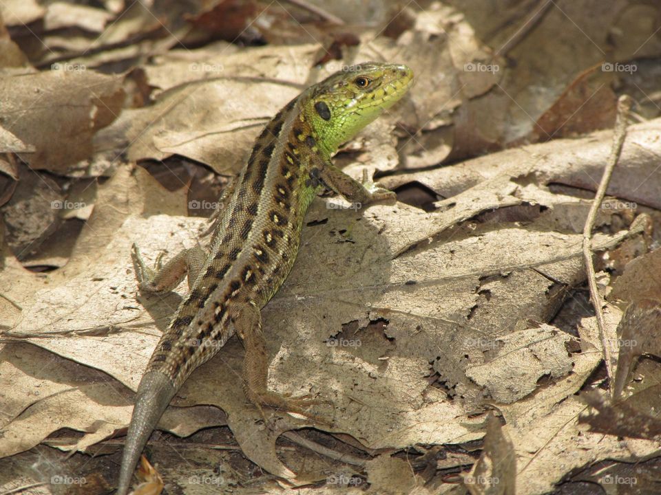 Little green lizard