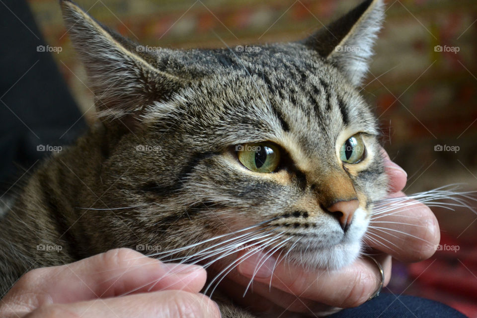 Close-up of hand touching cat
