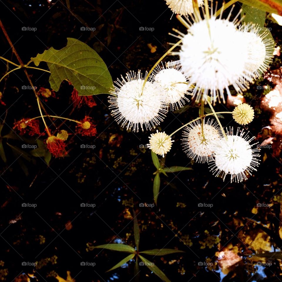 Swamp button bush flowers