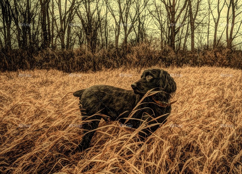 Black dog standing in grass