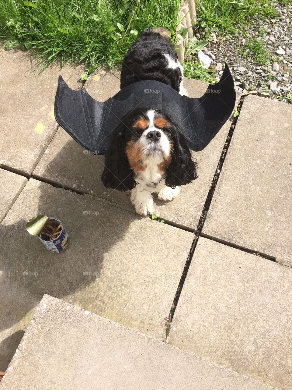 Dog with bat wings. Batdog. 