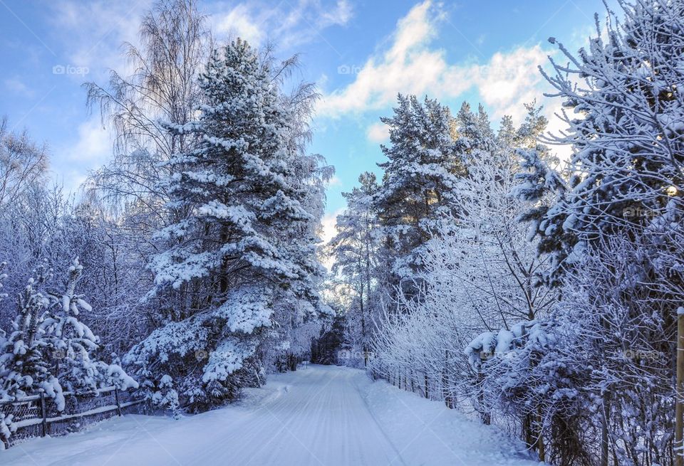 Snow covered road passing through forest