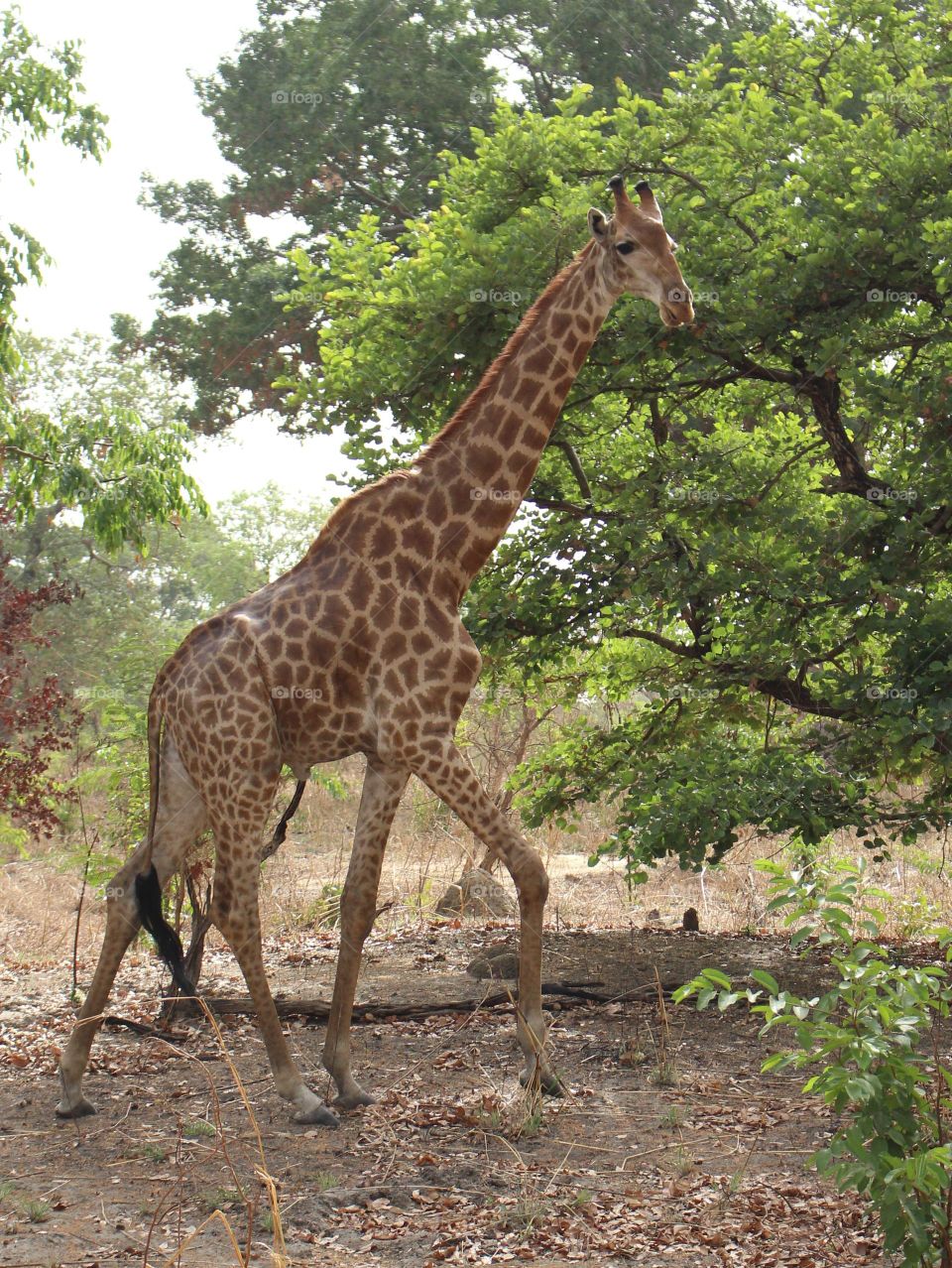 Giraffe looking for a bite to eat in Senegal