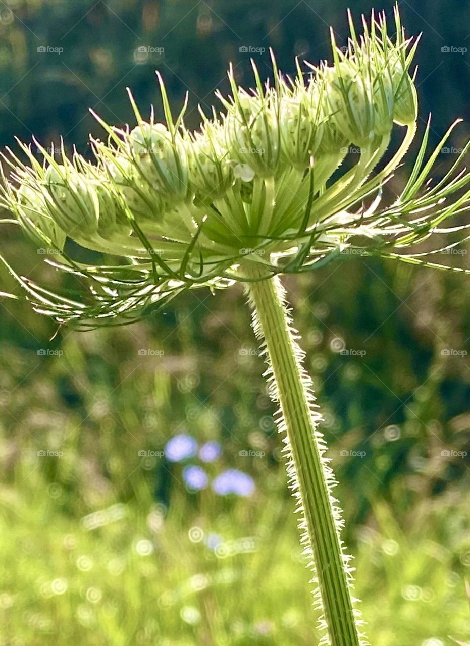 Queen Ann’s Lace with backlighting 