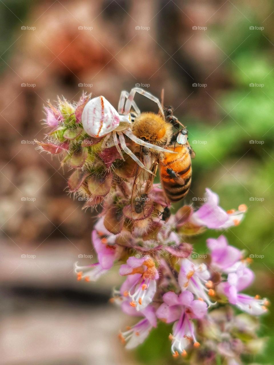 Albino spider eating dead bee