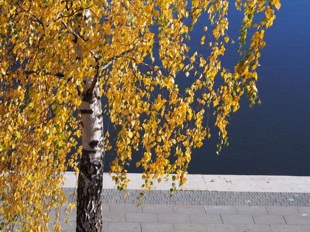 Autumn colors