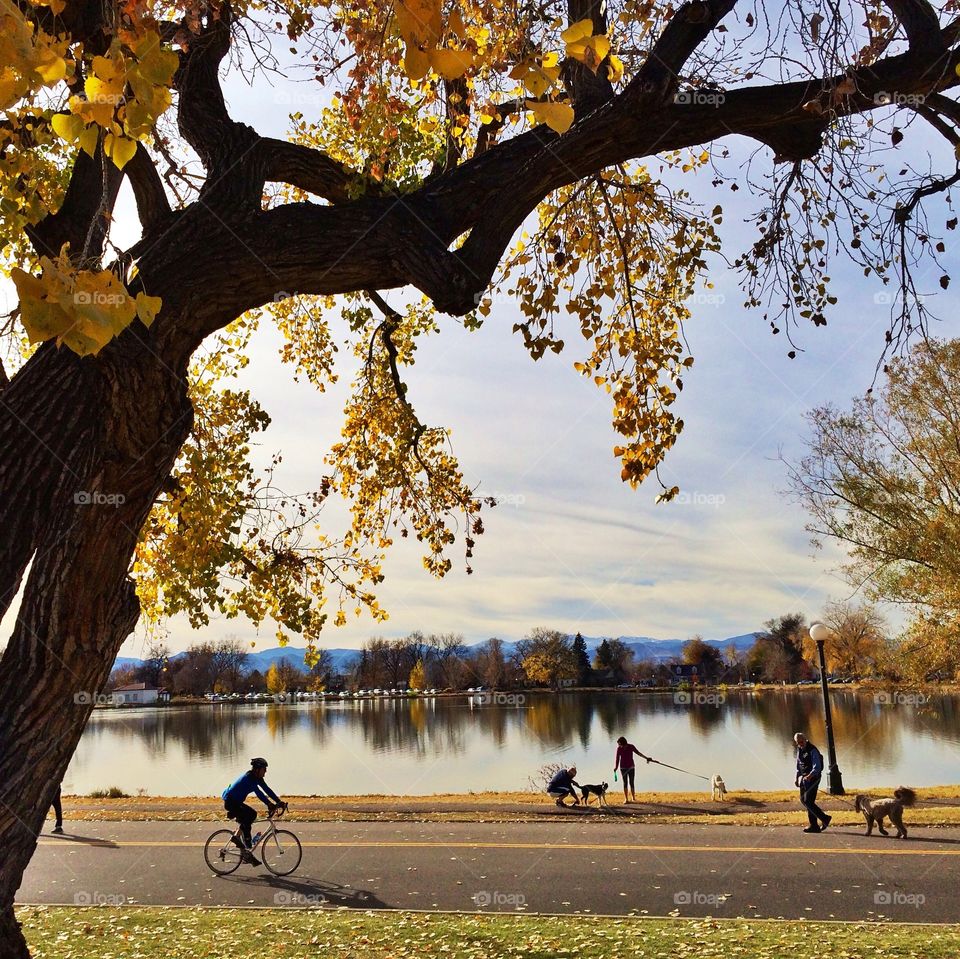 Tree, Fall, Leaf, Park, Nature