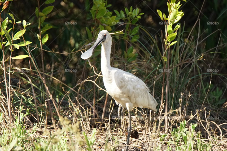 Spoonbill