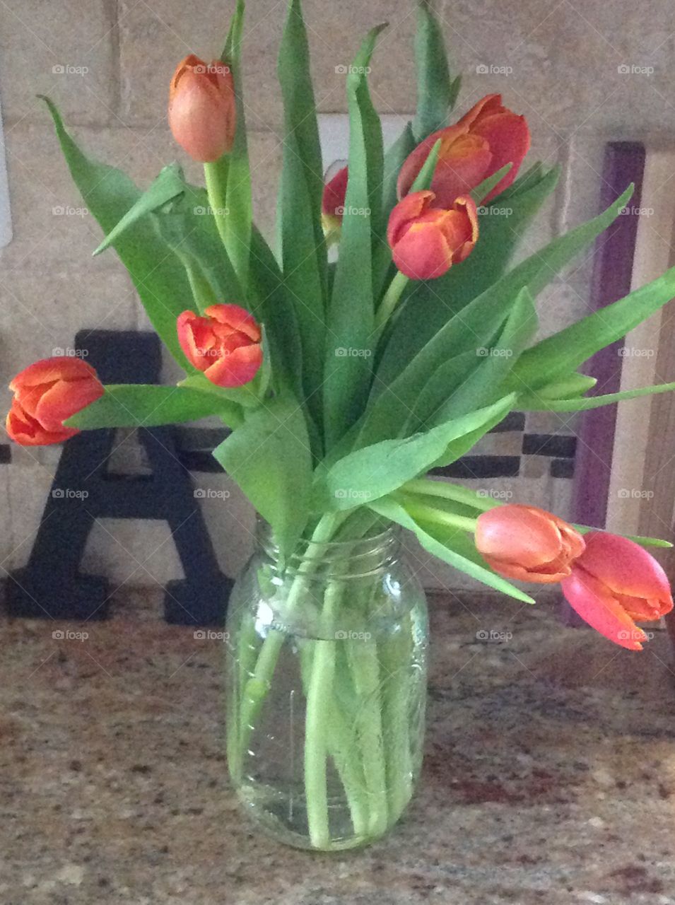 Beautiful red Spring tulips blooming.