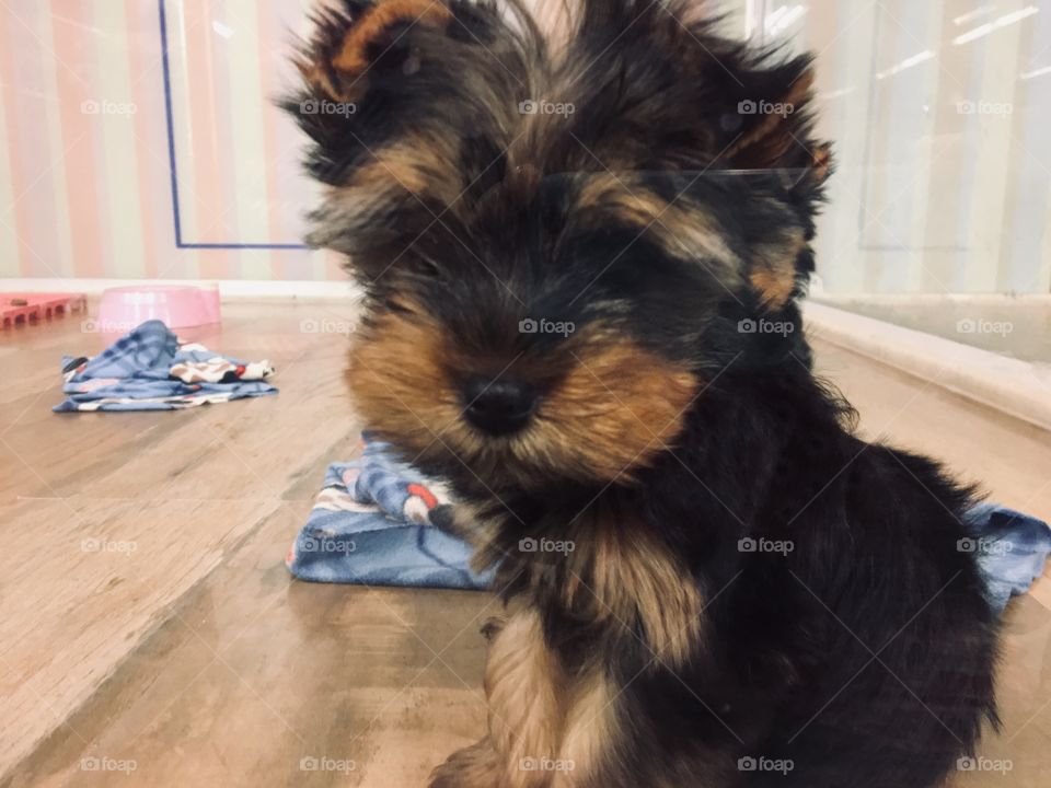 Cute yorkshire puppy in petshop 