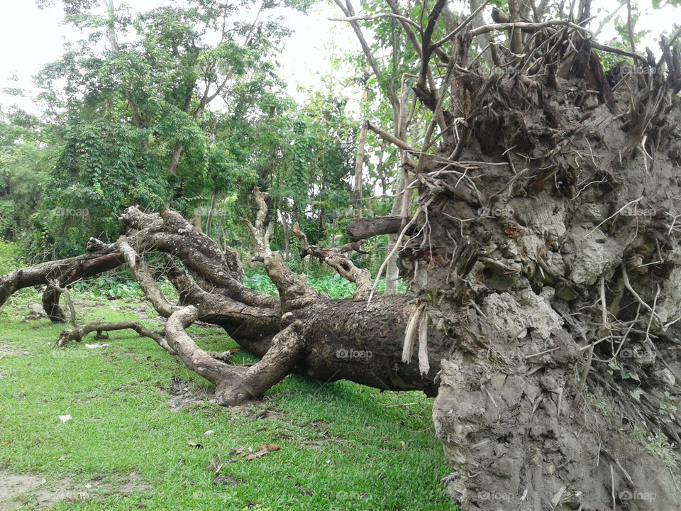 Jungle Tree,wood, root