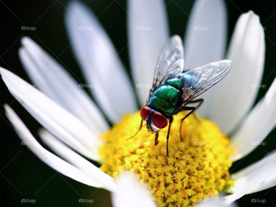 why a fly on the flower